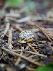 Snail shell in a garden with green leaves and twigs.