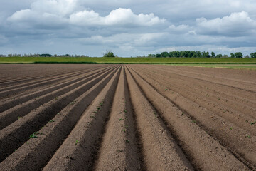 Freshly tilled farmland with long parallel furrows stretching into the distance under a cloudy sky...