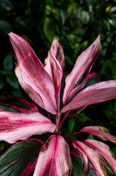 Vivid pink tropical leaves with natural variegation