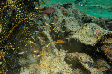 Underwater Tropical Corals Reef with colorful sea fish. Marine life sea world. Tropical colourful underwater seascape. Puerto Galera, Philippines