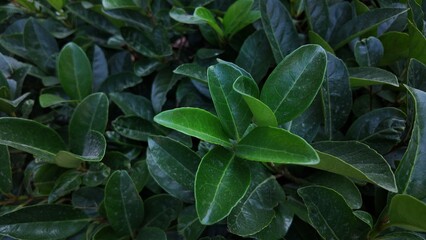 Floral Background Close Up Photography 