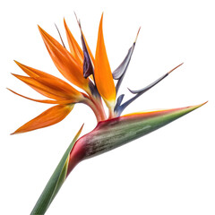 Strelitzia flower element isolated on transparent background  
