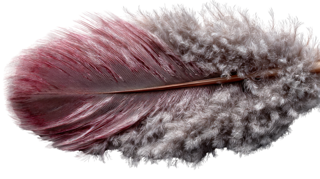 Feather's Delicate Embrace: A close-up captures a single feather, showcasing its intricate textures and subtle color transitions, evoking a sense of weightlessness and natural elegance.