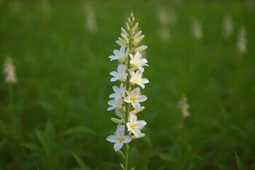 Tall stalk of delicate white wildflowers blooming in a green meadow
