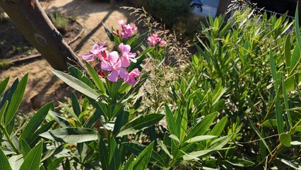 Floral Background Close Up Photography 
