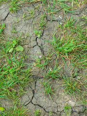 A detailed view shows cracked earth and green grass thriving in a dry environment.