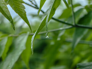 A single water droplet hangs from a vibrant green leaf in a macro shot.