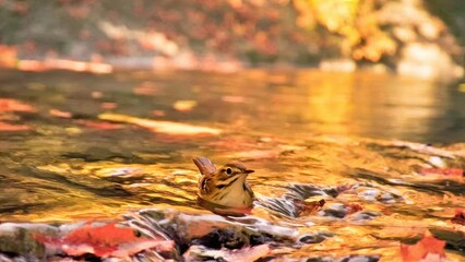 Small brown bird in autumn river at sunset for nature photography replacements and scenic wallpaper