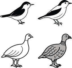 A lovely Long-tailed Rosefinch (Uragus sibiricus, family comprising finches) at mealtime.
