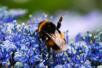 Close-up of a bumblebee collecting nectar from vibrant blue flowers. Macro photography,...