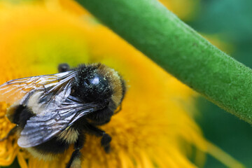 A bumblebee on a yellow flower with a green blurred background. Close-up macro shot capturing detail, texture, and natural light.