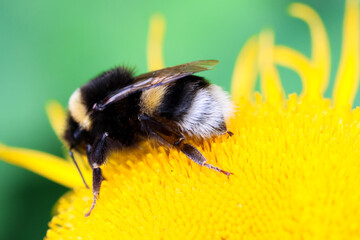 A bumblebee on a yellow flower with a green blurred background. Close-up macro shot capturing detail, texture, and natural light.