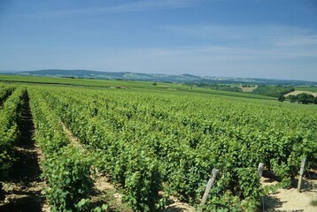 Vigneto grande e curato del territorio di Chateaux-Loira  France