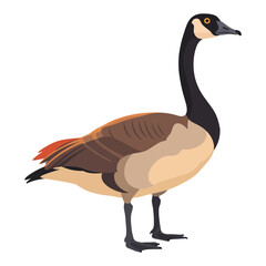 Canada goose vector illustration