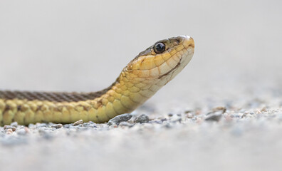 Maritime garter snake.