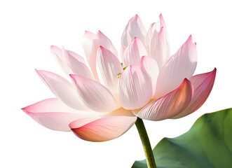 pink lotus flower