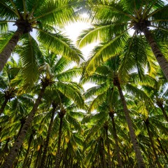 Fototapeta premium Lush Coconut Grove: A Tropical Paradise Canopy Reaching Towards the Sky