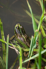frog in the pond