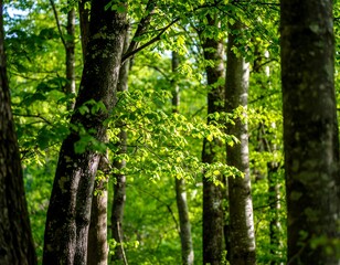 Fototapeta premium Lush forest canopy in spring