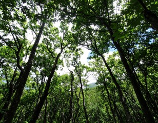 Fototapeta premium Lush forest canopy seen from below