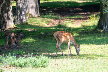 a doe with a fawn graze in a clearing   