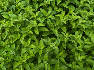 Young peppermint leaves on the garden soil. Herbal remedy and natural healing concept. Handheld mobile photo, selective focus, sunlight, non AI