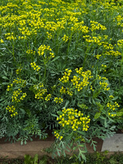 Fresh rue growing in an herb garden. Herbal remedy and natural healing concept. Handheld mobile photo, selective focus, sunlight, non AI
