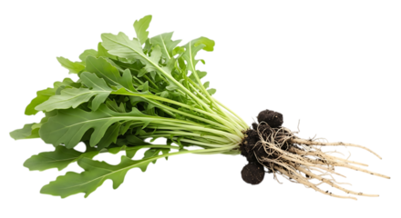 Fresh arugula with roots isolated on transparent background, showcasing its vibrant green leaves and earthy roots, a healthy and versatile ingredient for salads and culinary creations