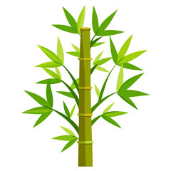 bamboo isolated on white background