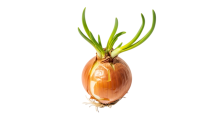 Sprouting onion bulb isolated on transparent background, showcasing the plants growth and potential, symbolizing new beginnings and the cycle of life in a fresh and natural way