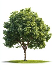 Obraz premium tree and green grass isolated on white background