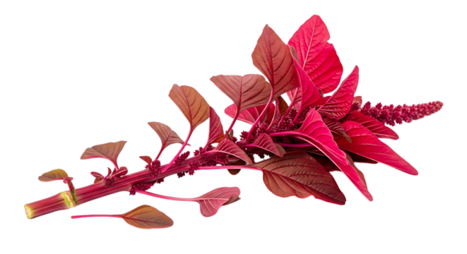 Vibrant red amaranth plant isolated on transparent background, a nutritious vegetable used in asian cuisine, rich in vitamins and minerals for a healthy and balanced diet