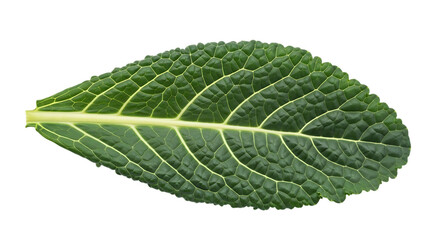 Obraz premium Closeup of a single green leaf isolated on transparent background, highlighting its intricate vein pattern, vibrant color, and natural texture as a botanical element