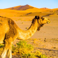 Majestic Camel in the Sahara Desert: A Portrait of Arid Beauty and Resilience