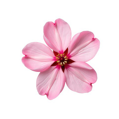 Delicate pink cosmos flower with red center isolated on a transparent background