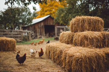 Chickens roam around a rustic farmyard with stacked hay bales, a wooden barn, and autumn trees in the background.