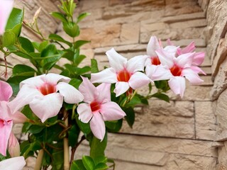 Dipladenia Mandevilla boliviensis Purpur Allamande Wand Mauer Blumen Blumenschmuck Lianen Kletterpflanzen Hundsgiftgewächse Apocynaceae Habitus Halbstrauch purple wall flowers floral decoration lianas