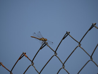 Sympetrum striolatum es una libélula común con cuerpo rojo brillante en machos, que habita aguas...