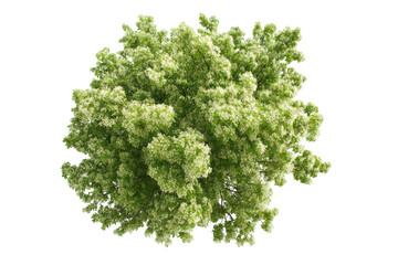 a green maple tree with white flowers, top view isolated on a white background, png, transparent