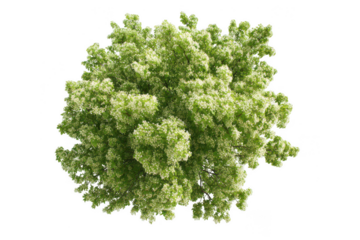 a green maple tree with white flowers, top view isolated on a white background, png, transparent