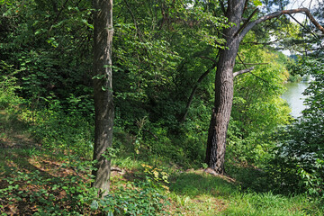 Lush Green Forest Scene with Trees and Lake