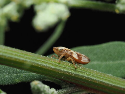 Philaenus spumarius es un insecto que produce espuma protectora en su etapa ninfa y puede transmitir enfermedades a plantas como la Xylella fastidiosa.