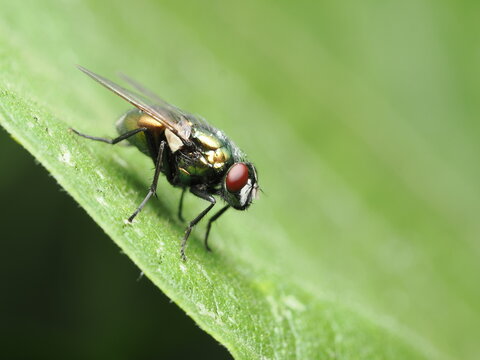 Lucilia sericata es una mosca verde met&aacute;lica, cuyas larvas se usan en medicina para limpiar heridas al alimentarse de tejido muerto.