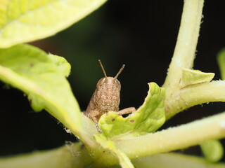 Pezotettix giornae es un saltamontes pequeño y compacto, de color marrón claro, común en...