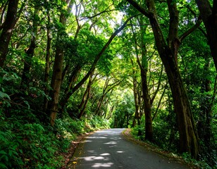 Fototapeta premium Lush forest road. Sunlight filters through the canopy