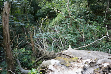 Lush summer forest scene with fallen tree trunk in Derbyshire, England.
