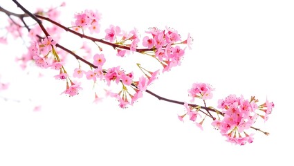 Fototapeta premium Delicate pink cherry blossoms on a branch against a white background