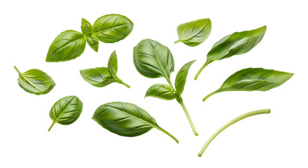 Fresh basil leaves isolated on transparent background, showcasing their vibrant green color, aromatic fragrance, and culinary versatility for adding a touch of flavor to various dishes