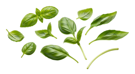 Fresh basil leaves isolated on transparent background, showcasing their vibrant green color, aromatic fragrance, and culinary versatility for adding a touch of flavor to various dishes