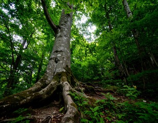 Lush forest scene with towering tree